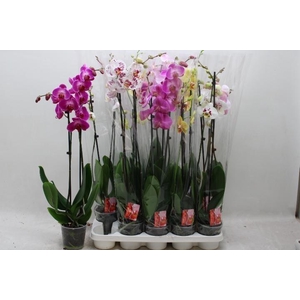 PHAL GEM 6 KL
