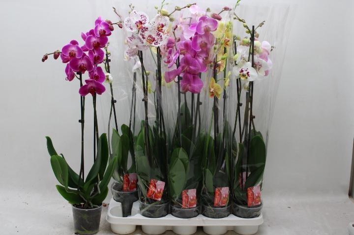 <h4>PHAL GEM 6 KL</h4>