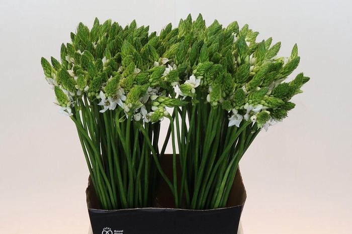 <h4>Ornithogalum Thyrsoides BIG WHITE</h4>