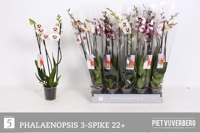 <h4>PHAL OV WIT</h4>