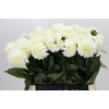 Dahlia Boom Boom White