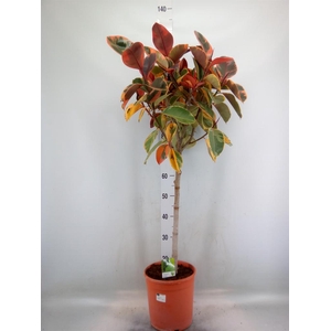 Ficus   ...