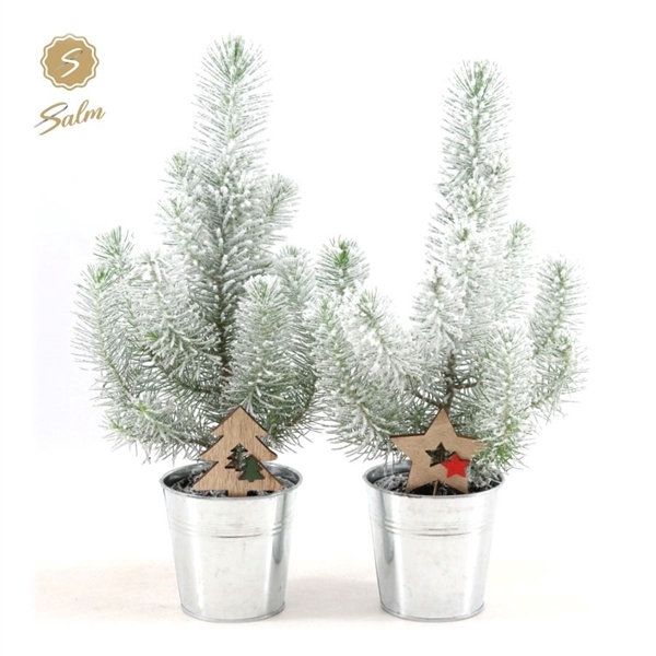 <h4>Pinus pinea 'Silver Crest' P10,5 in Zinc Old-Look + Snow + Deco - Tree/Star</h4>