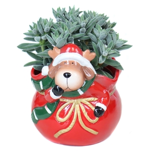 Succulenten 10,5cm in Prancer rendier planter