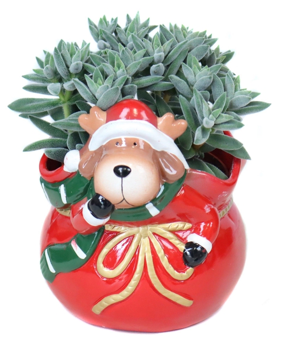 <h4>Succulenten 10,5cm in Prancer rendier planter</h4>