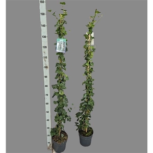 Hedera hibernica 150cm