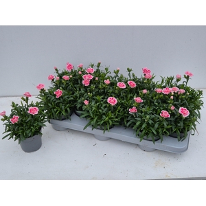 DIAN OSC ANTIQU PINK