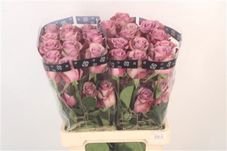 <h4>R Gr Ec Govinda</h4>