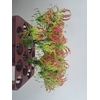 GLORIOSA ROTHSCHILD