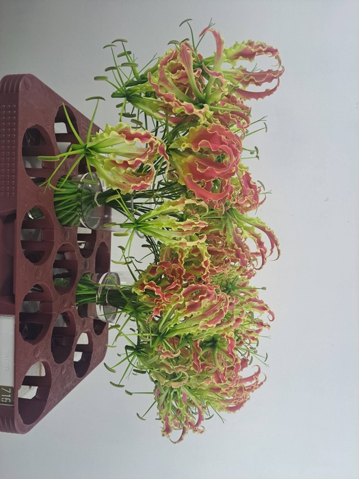 GLORIOSA ROTHSCHILD