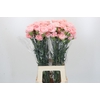 Dianthus St Sarah Pink