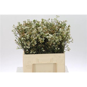 Chamelauc White Sirius