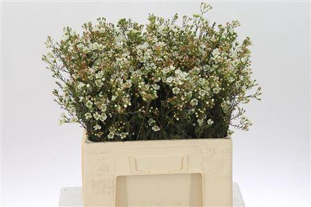 <h4>Chamelauc White Sirius</h4>