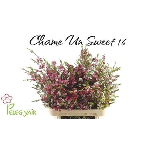 CHAME UN MY SWEET 16