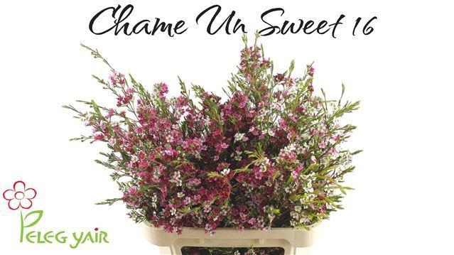 <h4>CHAME UN MY SWEET 16</h4>