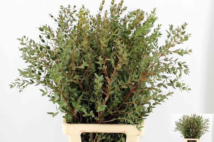 <h4>EUC PARVIFOLIA P BS</h4>