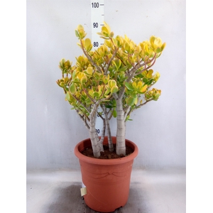 Crassula ovata 'Sunset'
