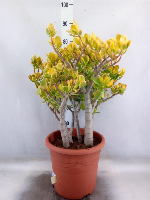 <h4>Crassula ovata 'Sunset'</h4>