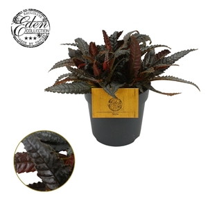 Pilea hitchcockii 10,5cm