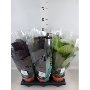 Calathea roseopicta   ...mix