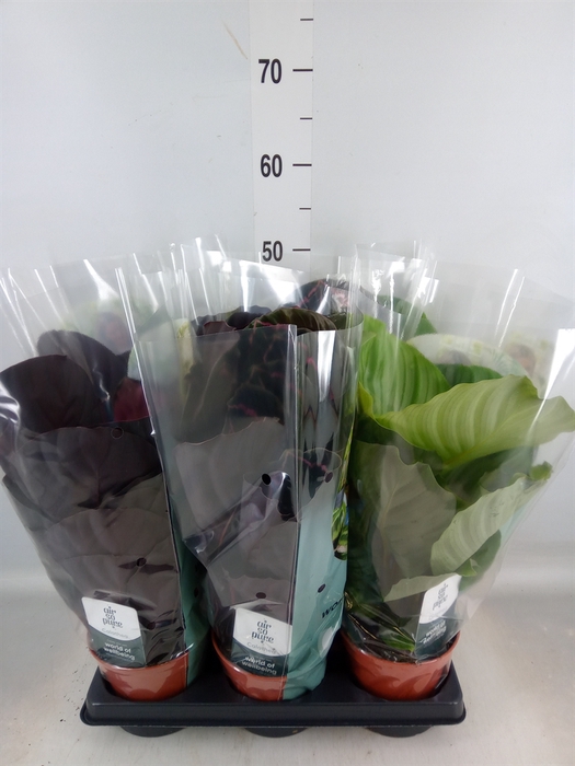 <h4>Calathea roseopicta   ...mix</h4>
