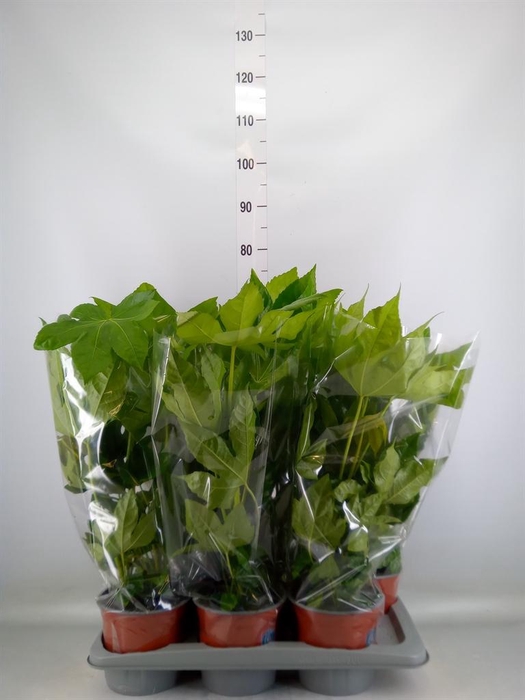 <h4>Fatsia japonica   ...</h4>