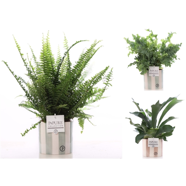<h4>Varens gemengd in P&PURE Eline 2 ceramics ass.2</h4>
