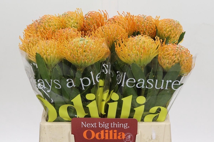 <h4>Nutans Soleil</h4>