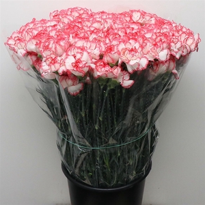 Di St Poirot White/red Edge