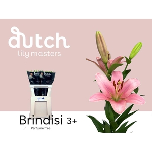 LI LA BRINDISI& 3+.