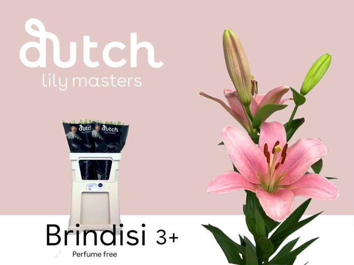 <h4>LI LA BRINDISI& 3+.</h4>