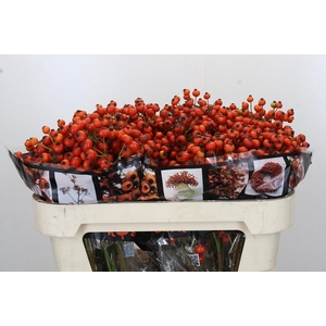 Rozenbottel Sunset Hiphop