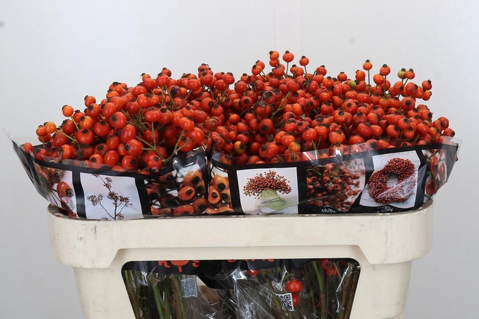 <h4>Rozenbottel Sunset Hiphop</h4>