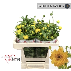 RAN N MODERN VIVALDI