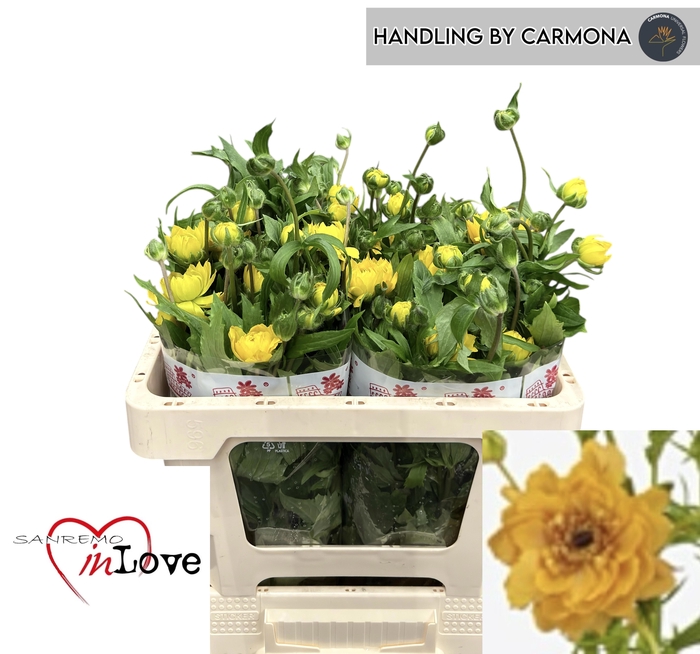 <h4>RAN N MODERN VIVALDI</h4>