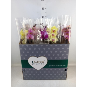 Phalaenopsis   ...mix