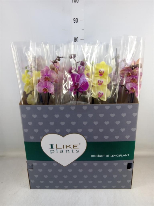 <h4>Phalaenopsis ...mix</h4>