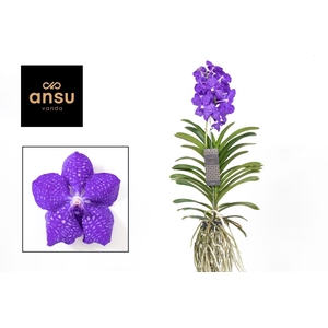 Vanda Dark Blue