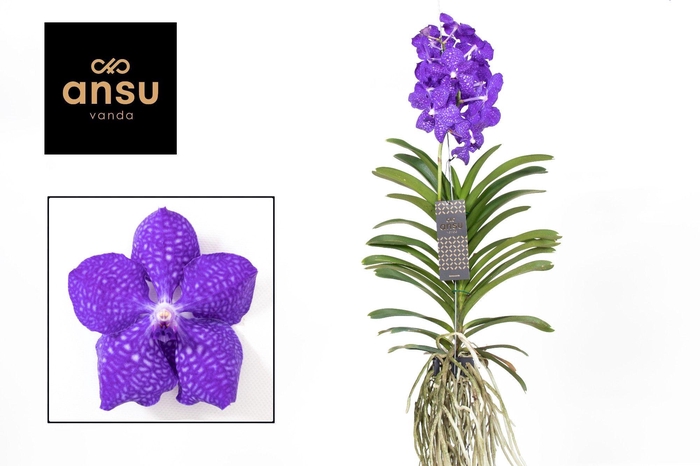 <h4>Vanda Dark Blue</h4>