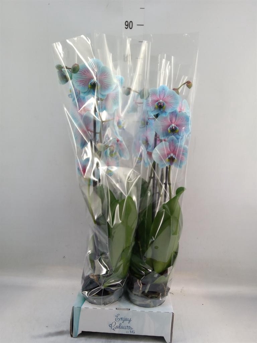 <h4>Phalaenopsis   ...</h4>