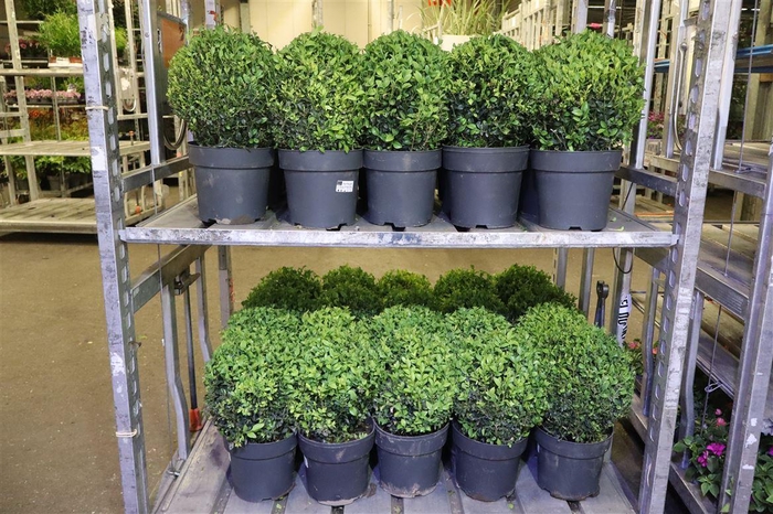 <h4>arr8 Buxu Sempervirens</h4>