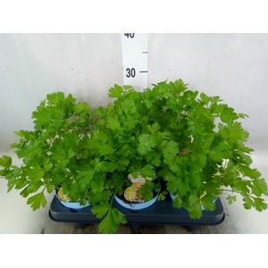 Petroselinum crispum