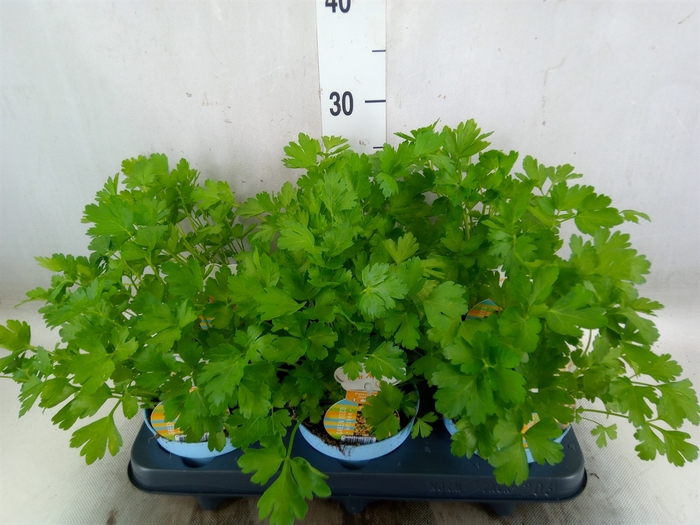 <h4>Petroselinum crispum</h4>