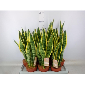 Sansevieria trifa. 'Laurentii'