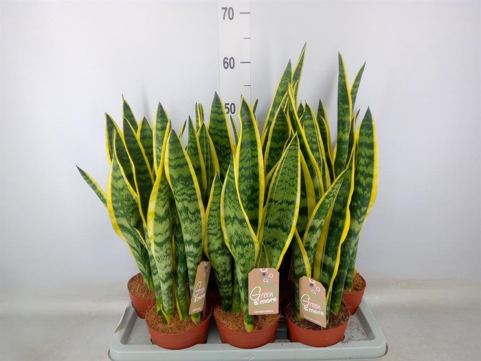 <h4>Sansevieria trifa. 'Laurentii'</h4>