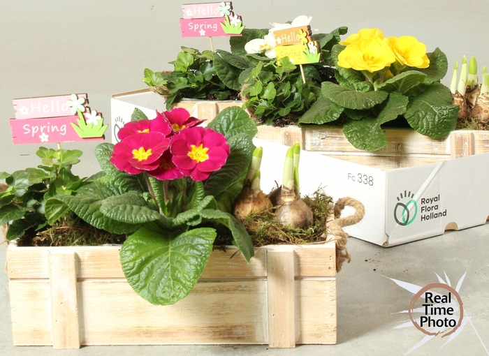 <h4>ARR TUINPLANTEN</h4>