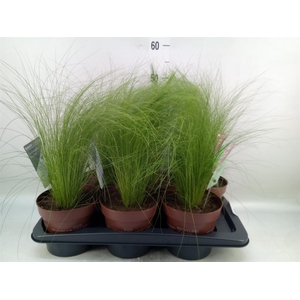 Stipa tenuifolia