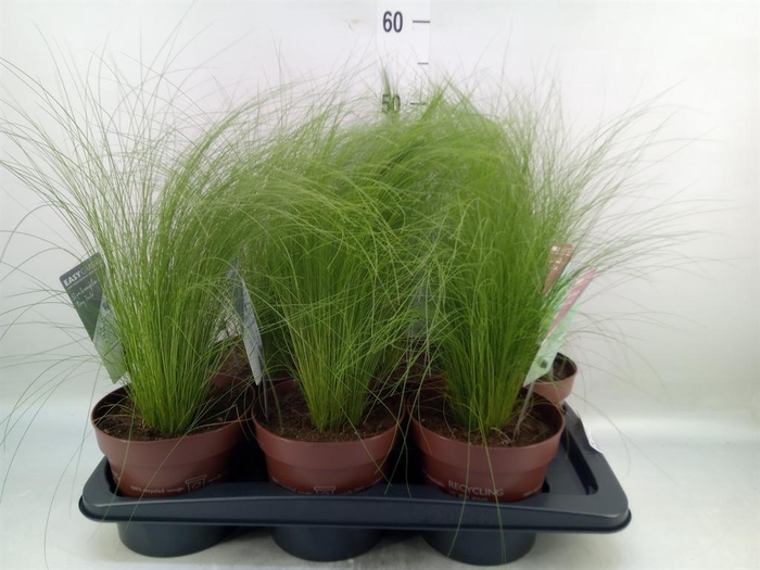 <h4>Stipa tenuifolia</h4>