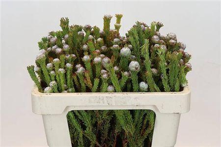 <h4>Kaaps Groen Tortum</h4>