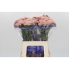 Ozothamnus Cooks Pink